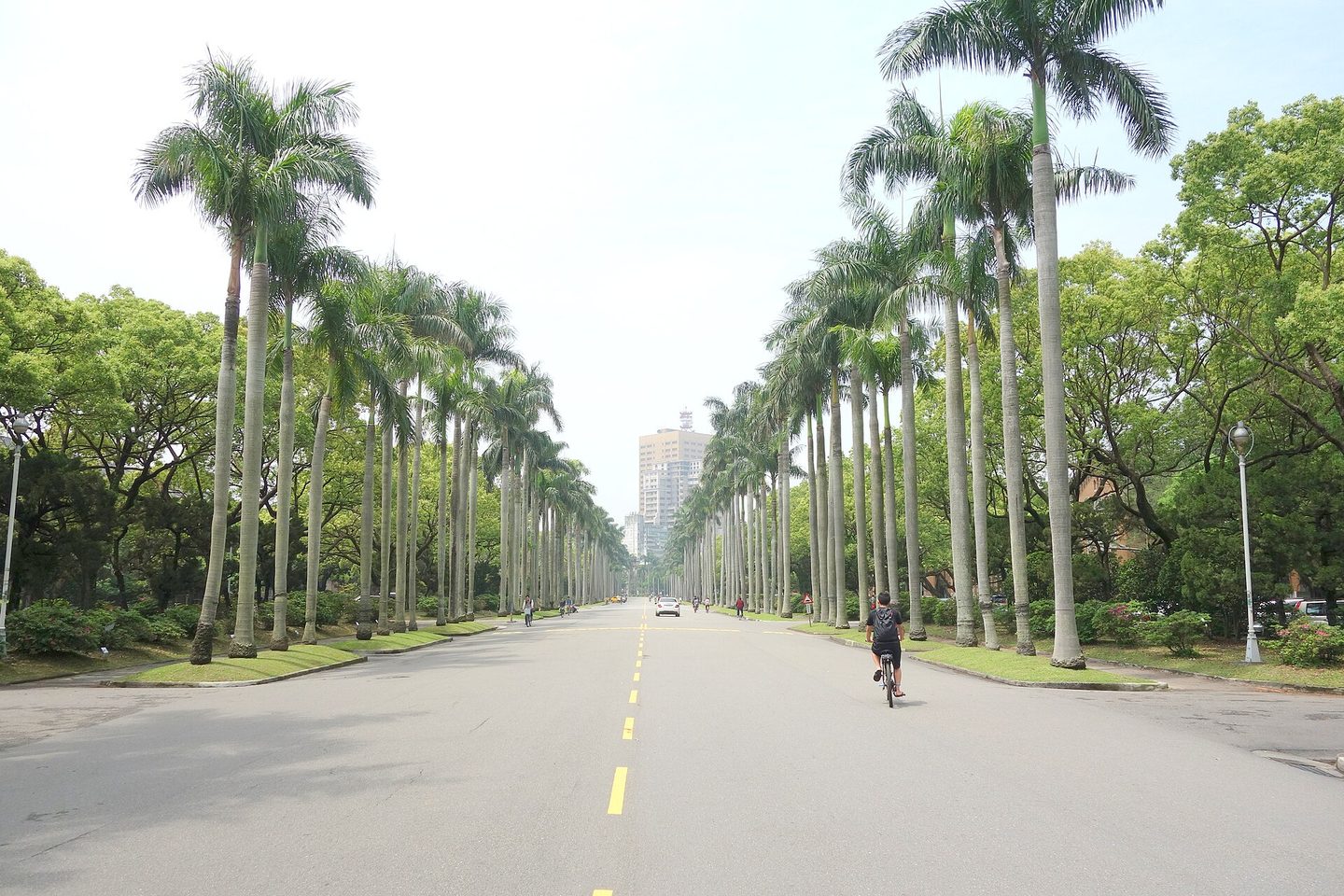 Đại lộ cọ trong khuôn viên Đại học Quốc gia Đài Loan